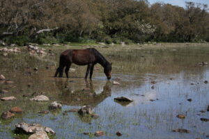 La Giara, una scoperta tra storia e natura